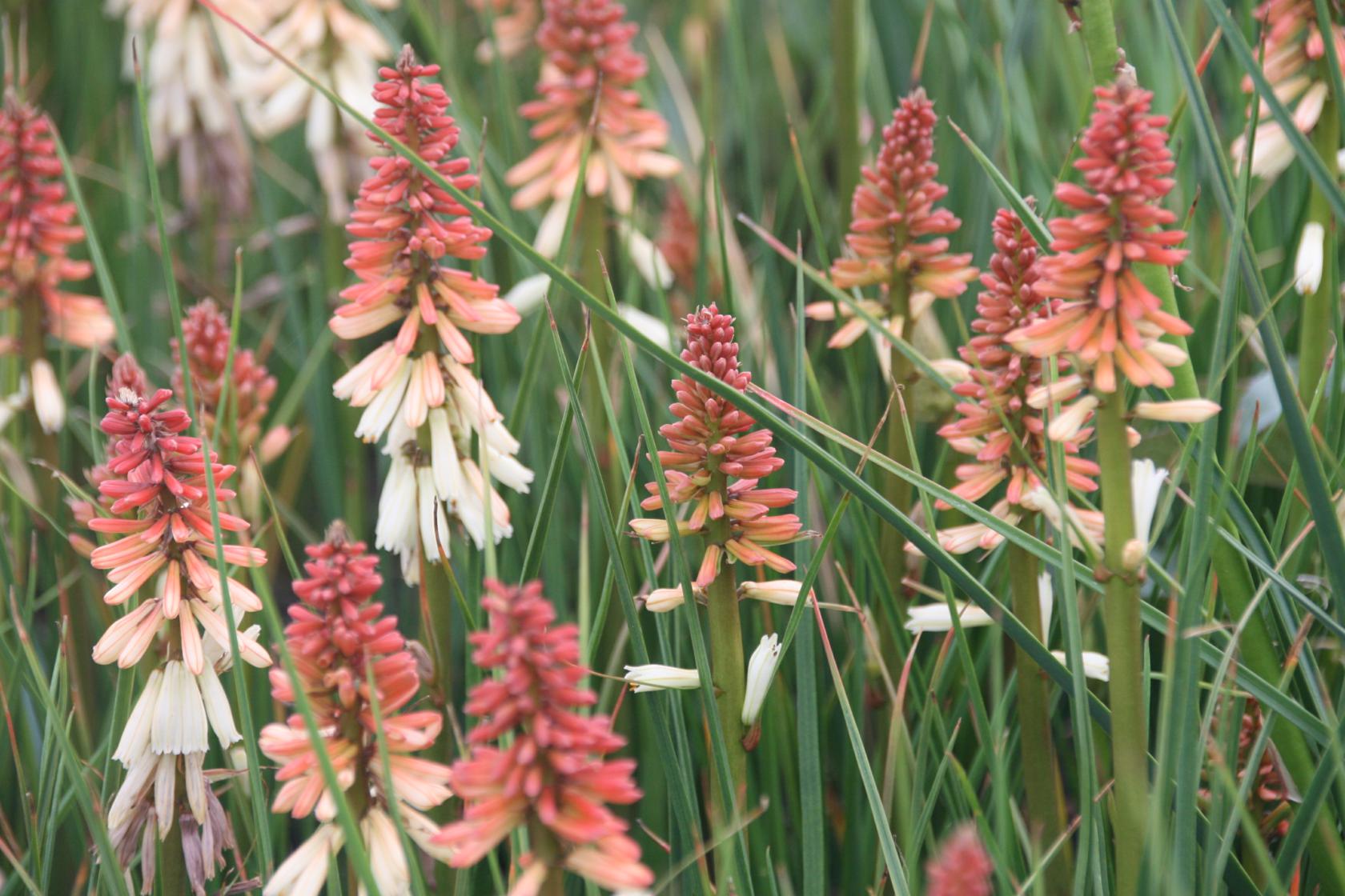Kniphofia 'Orange Vanilla Popsicle' (S)