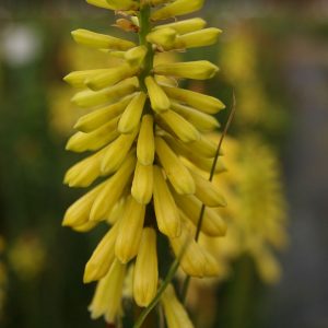 Kniphofia uvaria 'Lemon Popsicle' (S)