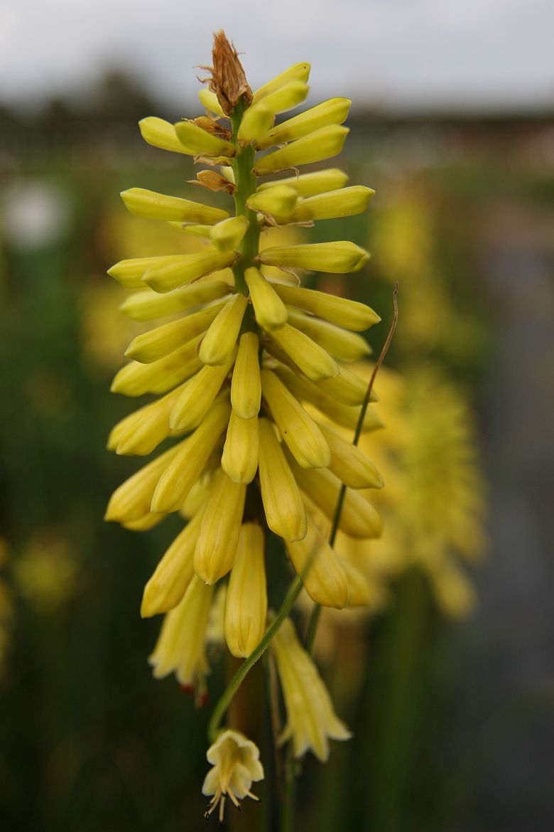 Kniphofia uvaria 'Lemon Popsicle' (S)