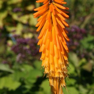 Kniphofia uvaria 'Mango Popsicle' (S)