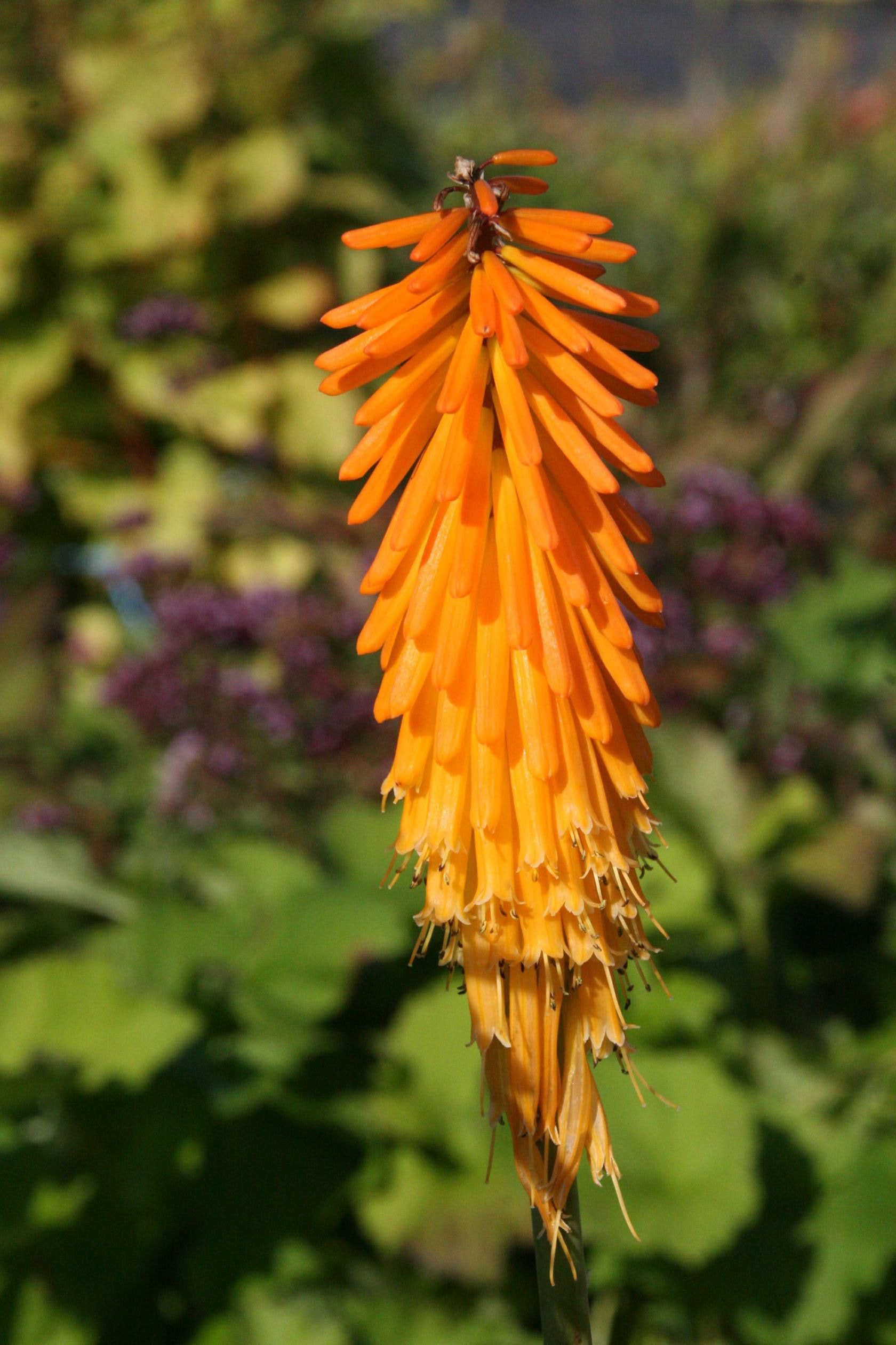 Kniphofia uvaria 'Mango Popsicle' (S)