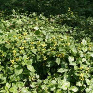 Lamiastrum galeobdolon ' Florentinum'