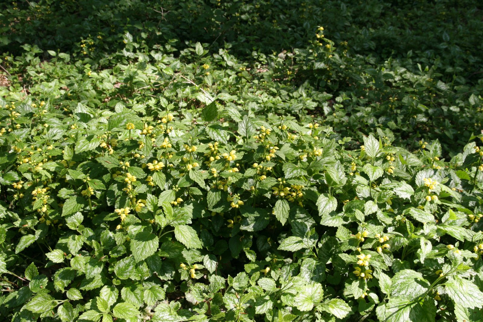 Lamiastrum galeobdolon ' Florentinum'