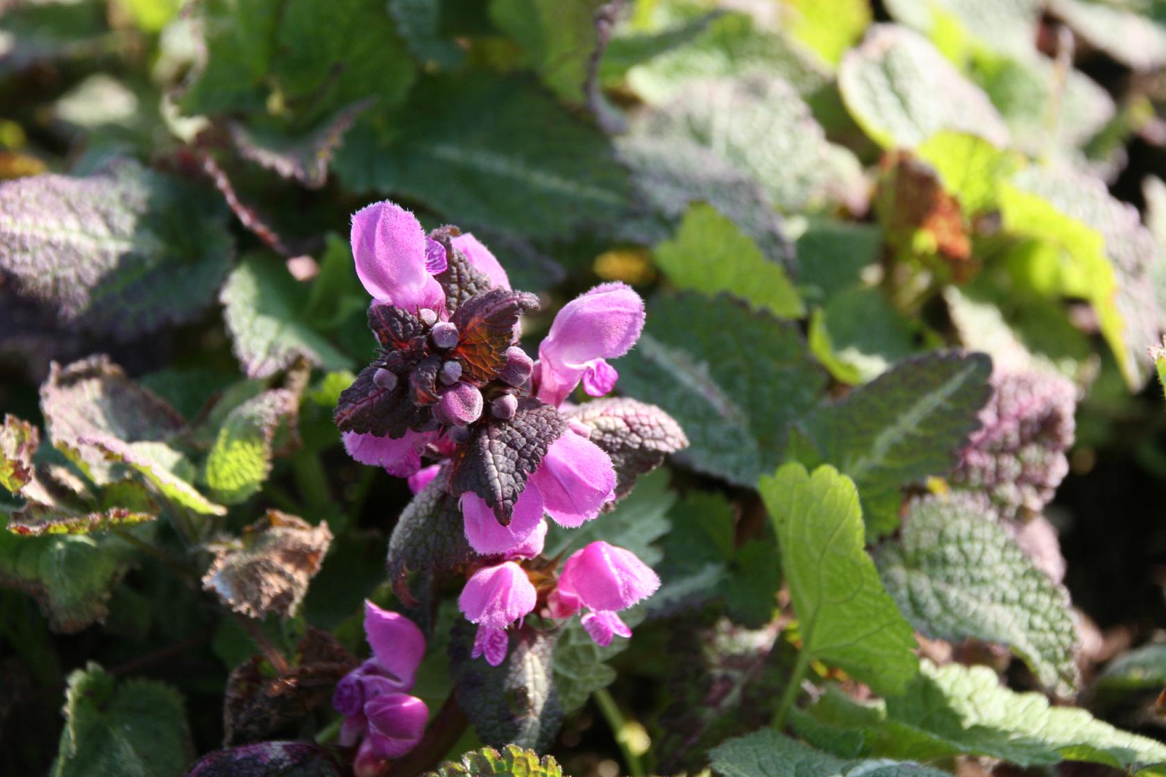 Lamium maculatum 'Chequers'