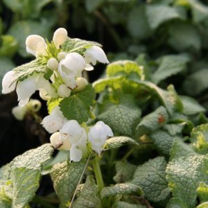 Lamium maculatum 'White Nancy'
