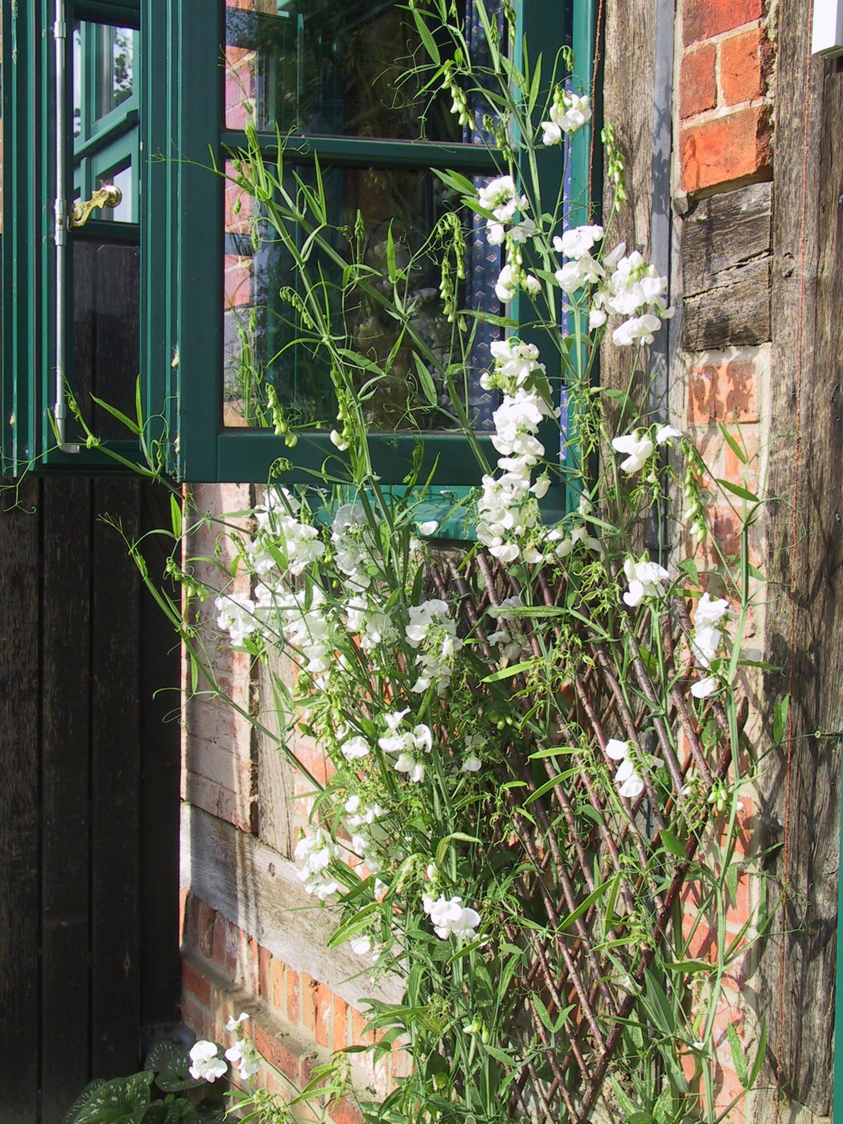 Lathyrus latifolius 'Weiße Perle'