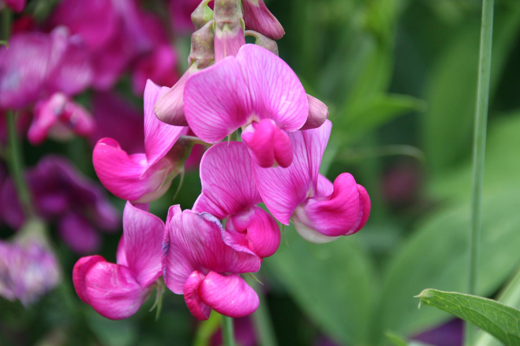 Lathyrus latifolius 'Rote Perle'