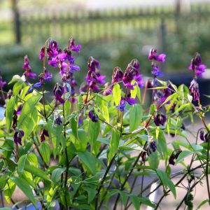 Lathyrus vernus