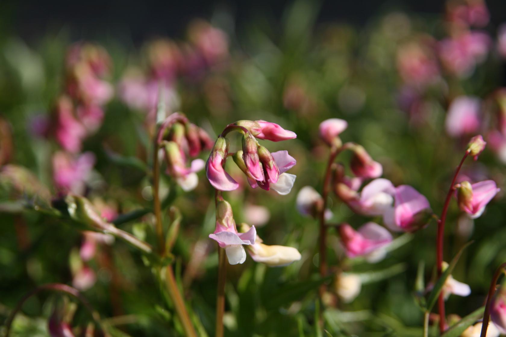 Lathyrus vernus 'Rosenelfe'