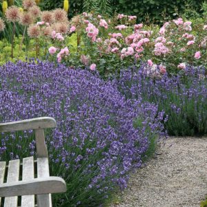 Lavandula angustifolia 'Dwarf Blue'