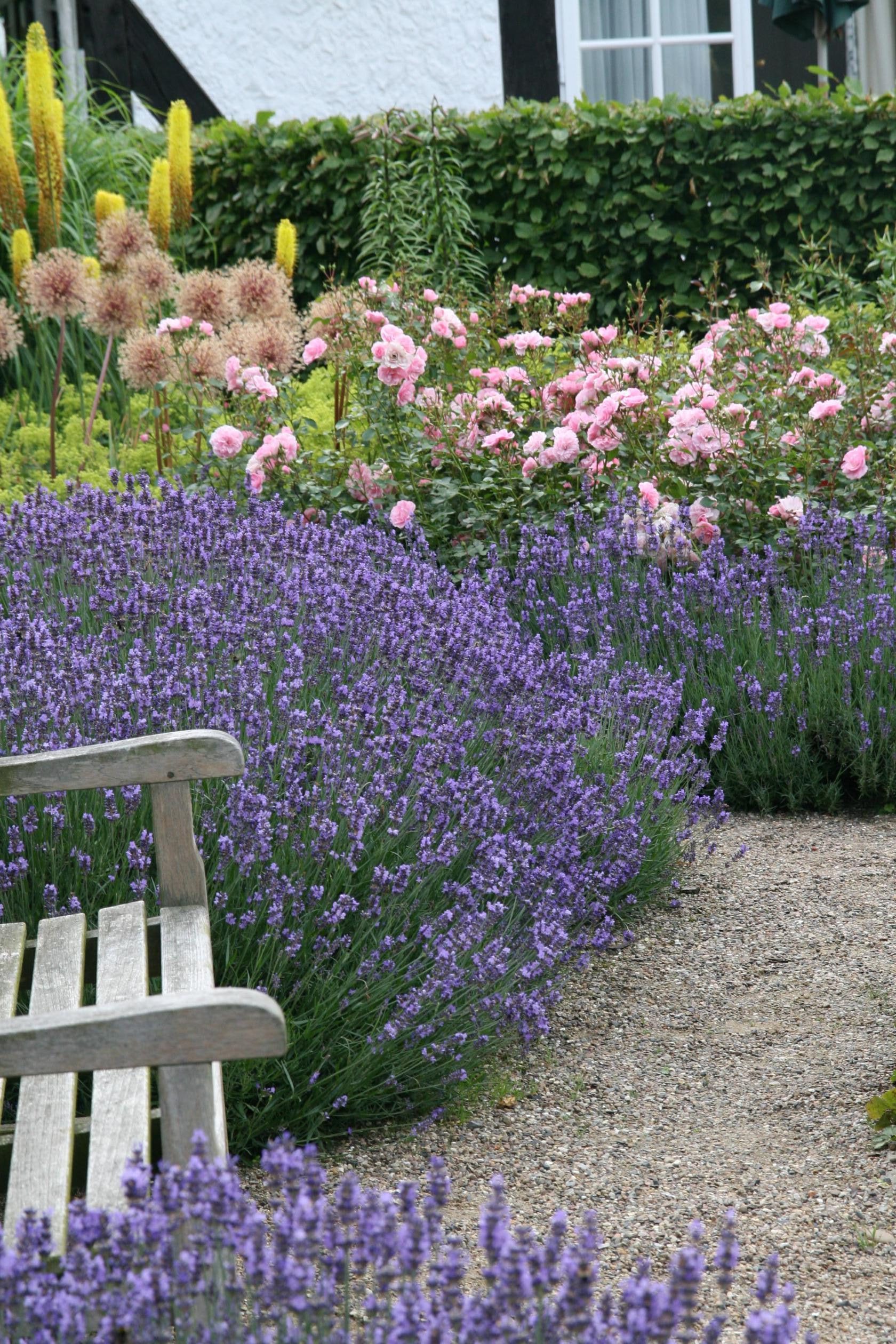 Lavandula angustifolia 'Dwarf Blue'