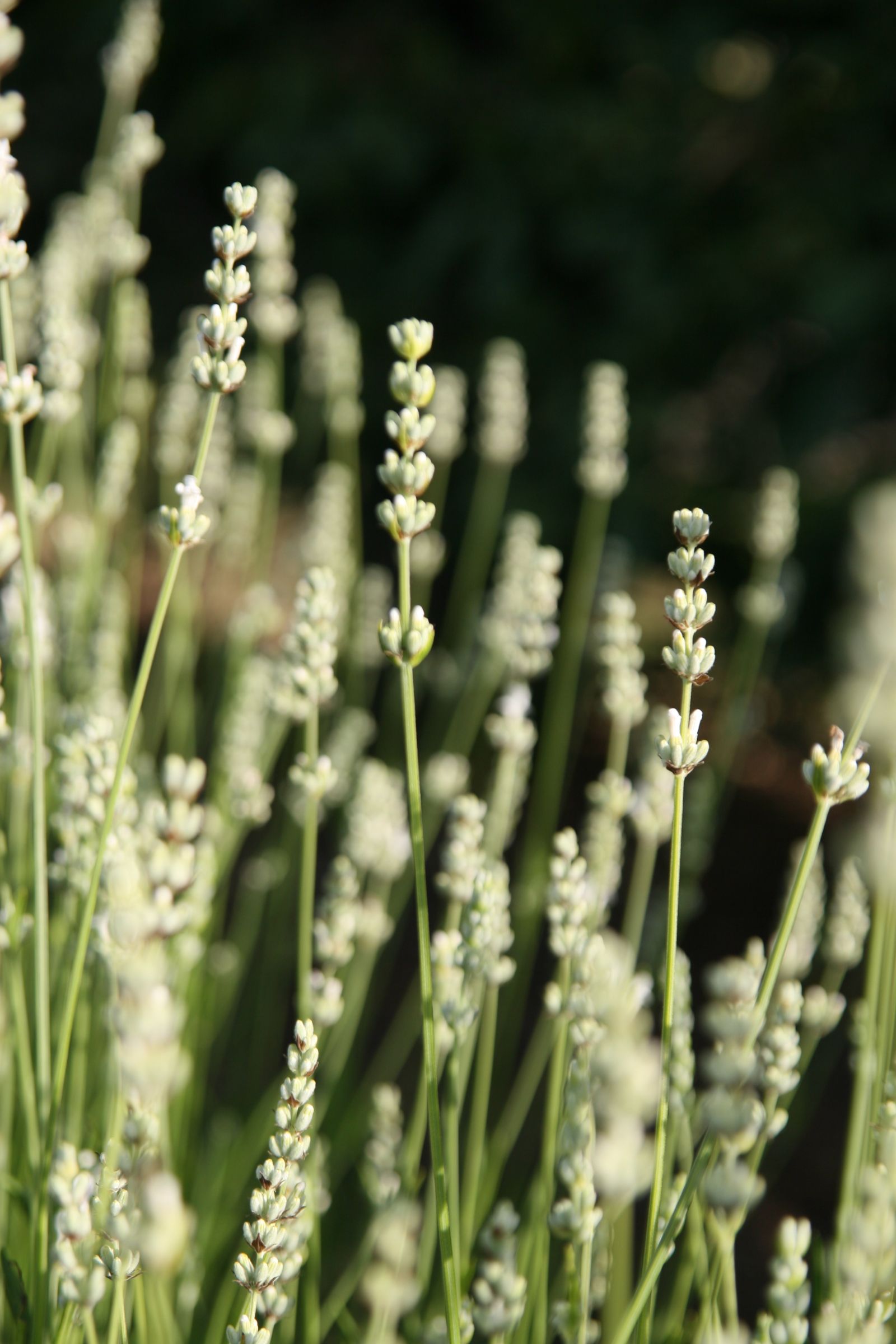 Lavandula x intermedia 'Edelweiß'