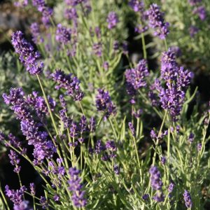 Lavandula angustifolia 'Essence Purple'