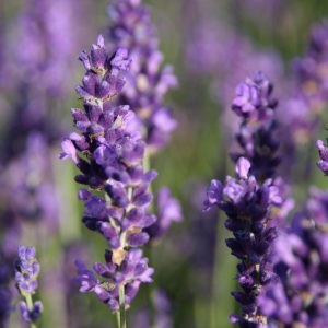 Lavandula angustifolia 'Hidcote Blue'
