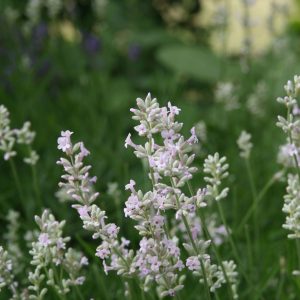 Lavandula angustifolia 'Hidcote Pink'