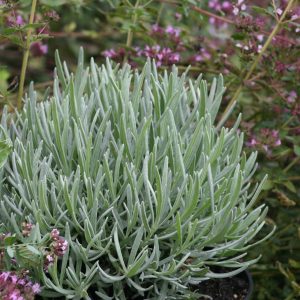 Lavandula x intermedia 'Grosso'