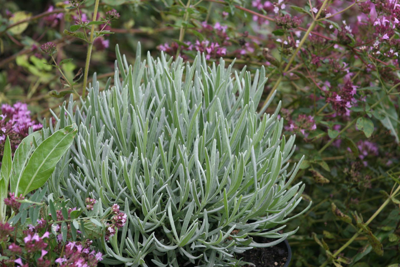 Lavandula x intermedia 'Grosso'