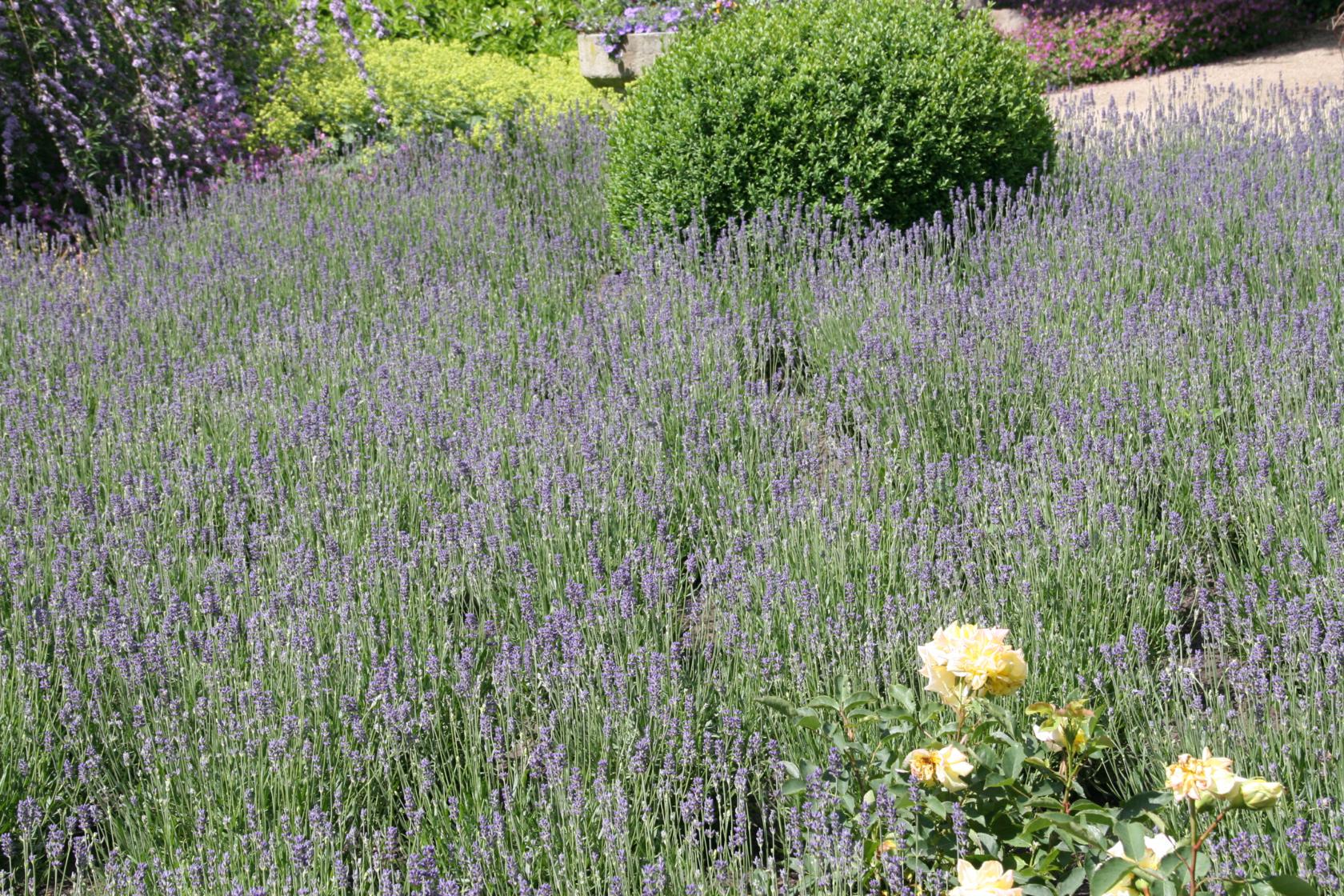 Lavandula angustifolia 'Munstead'