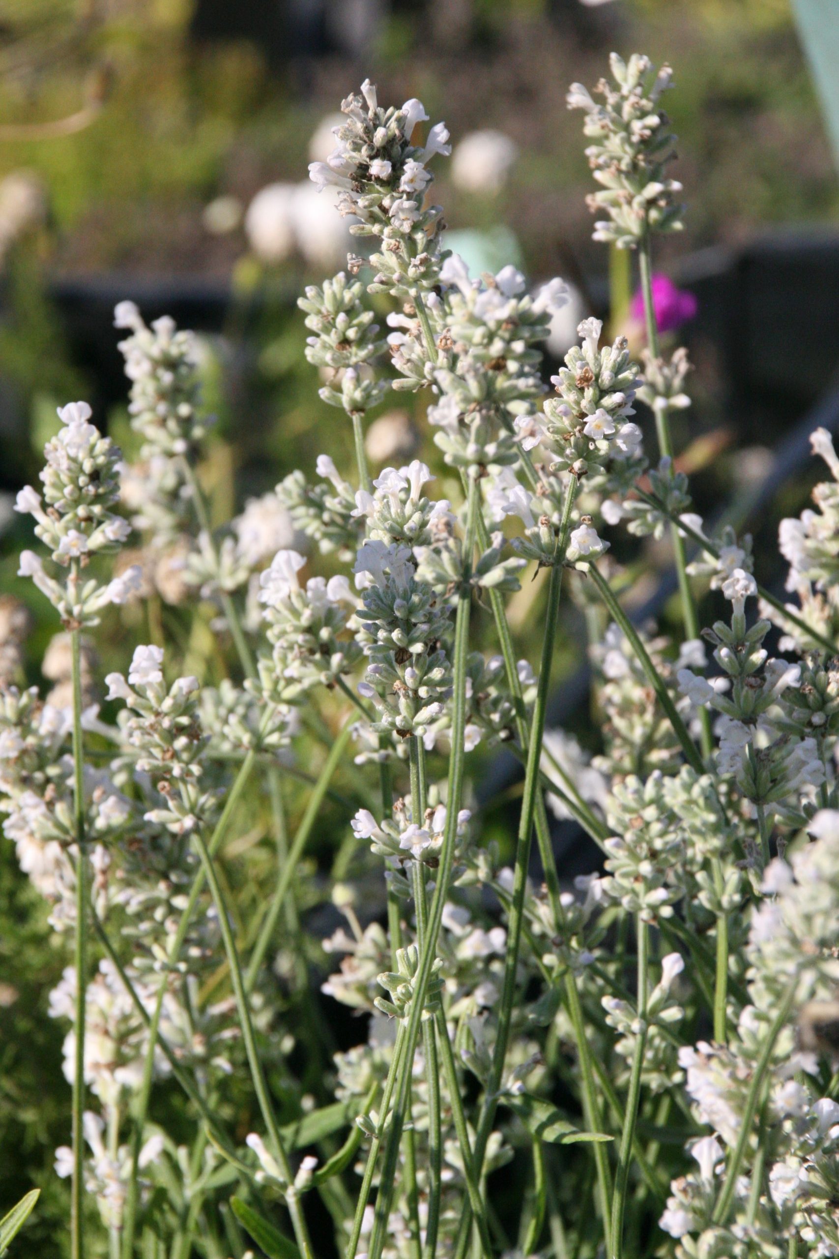 Lavandula angustifolia 'Nana Alba'