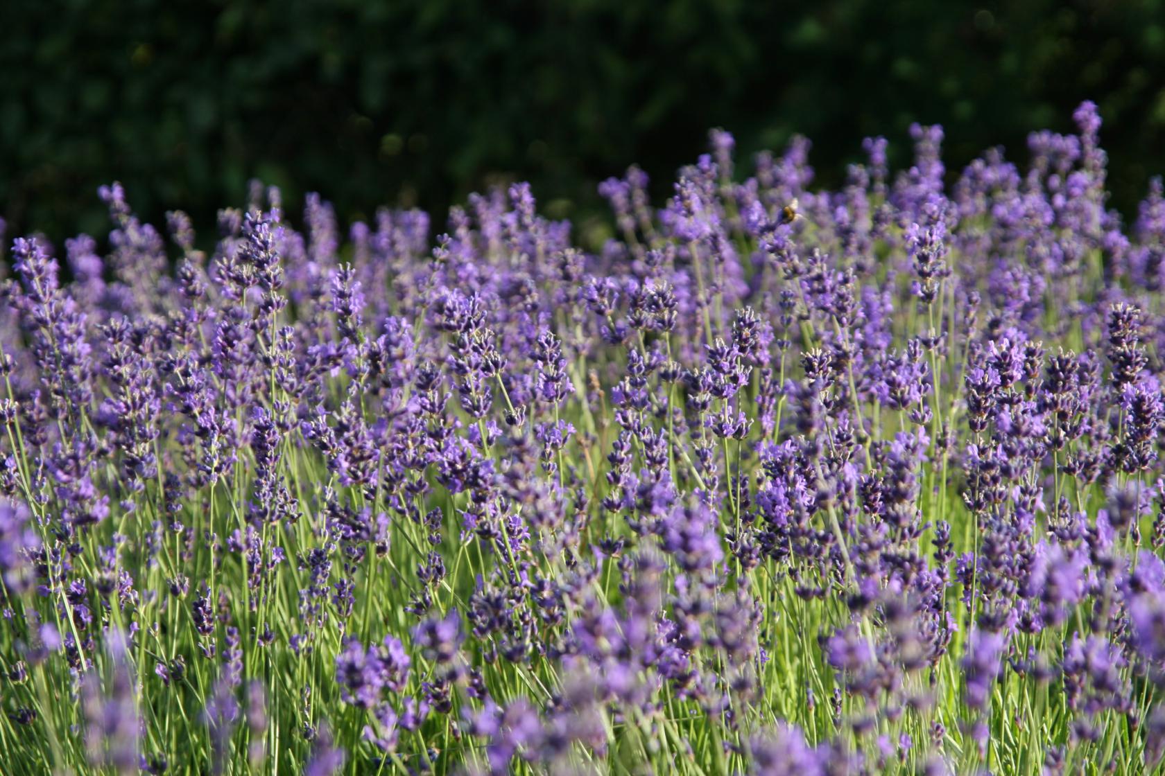 Lavandula angustifolia 'Siesta'