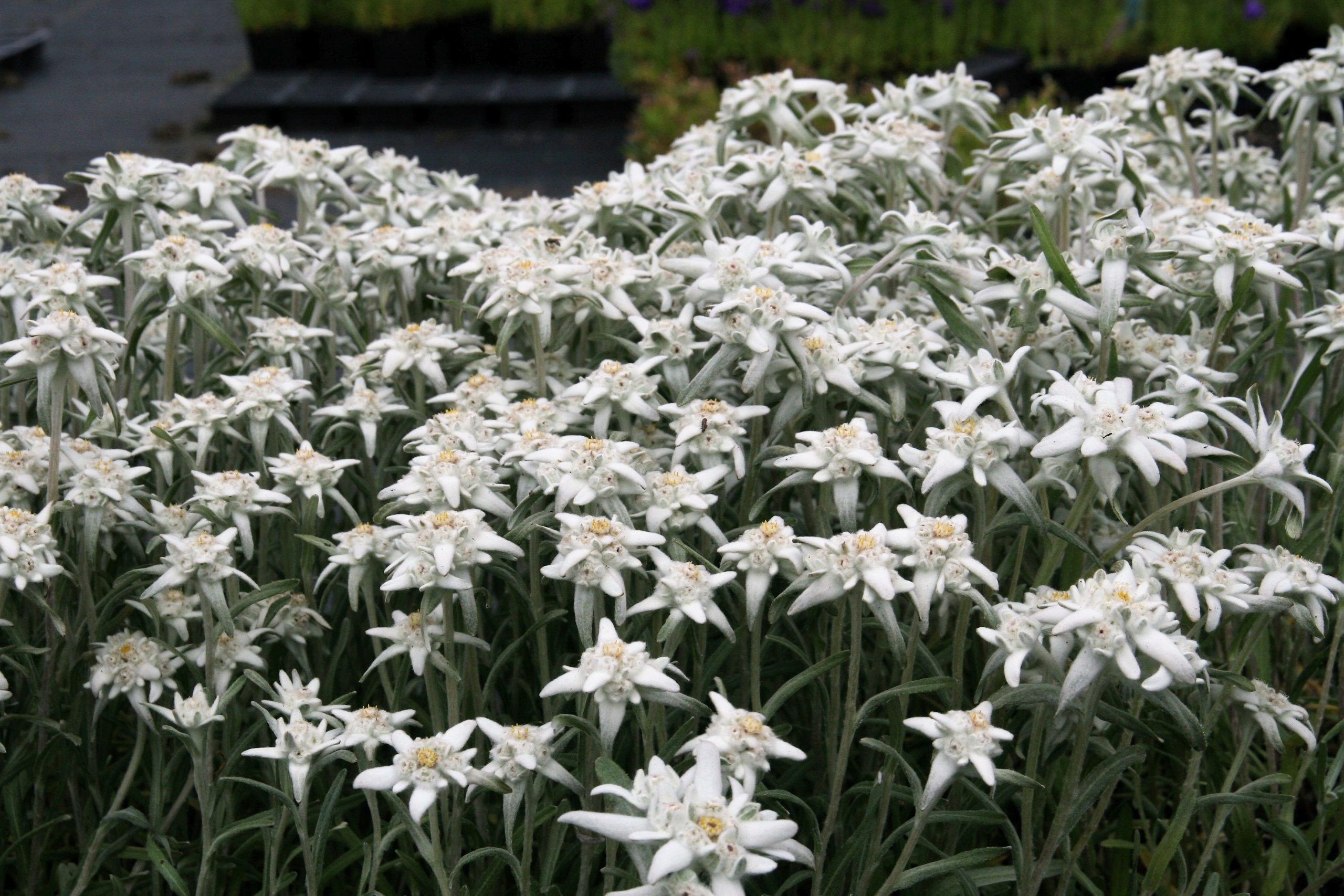 Leontopodium alpinum 'Zugspitze'