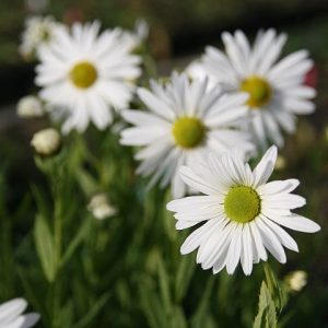 Leucanthemella serotina