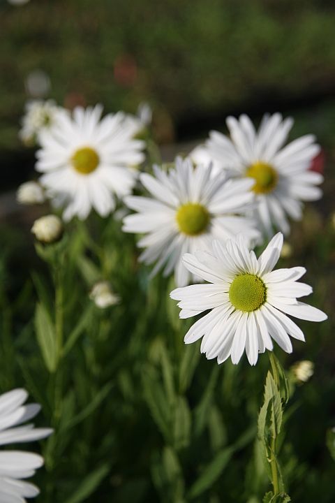 Leucanthemella serotina