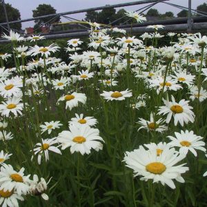 Leucanthemum x superbum 'Polaris'