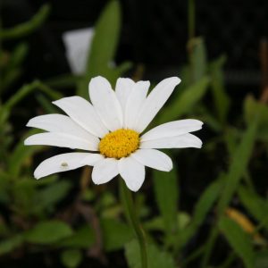 Leucanthemum x superbum 'Silberprinzesschen'