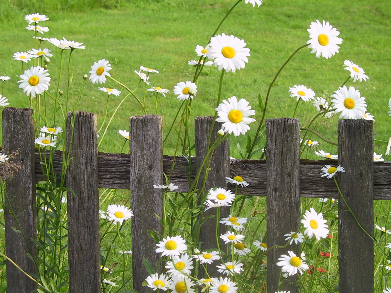 Leucanthemum vulgare 'Maikönigin'