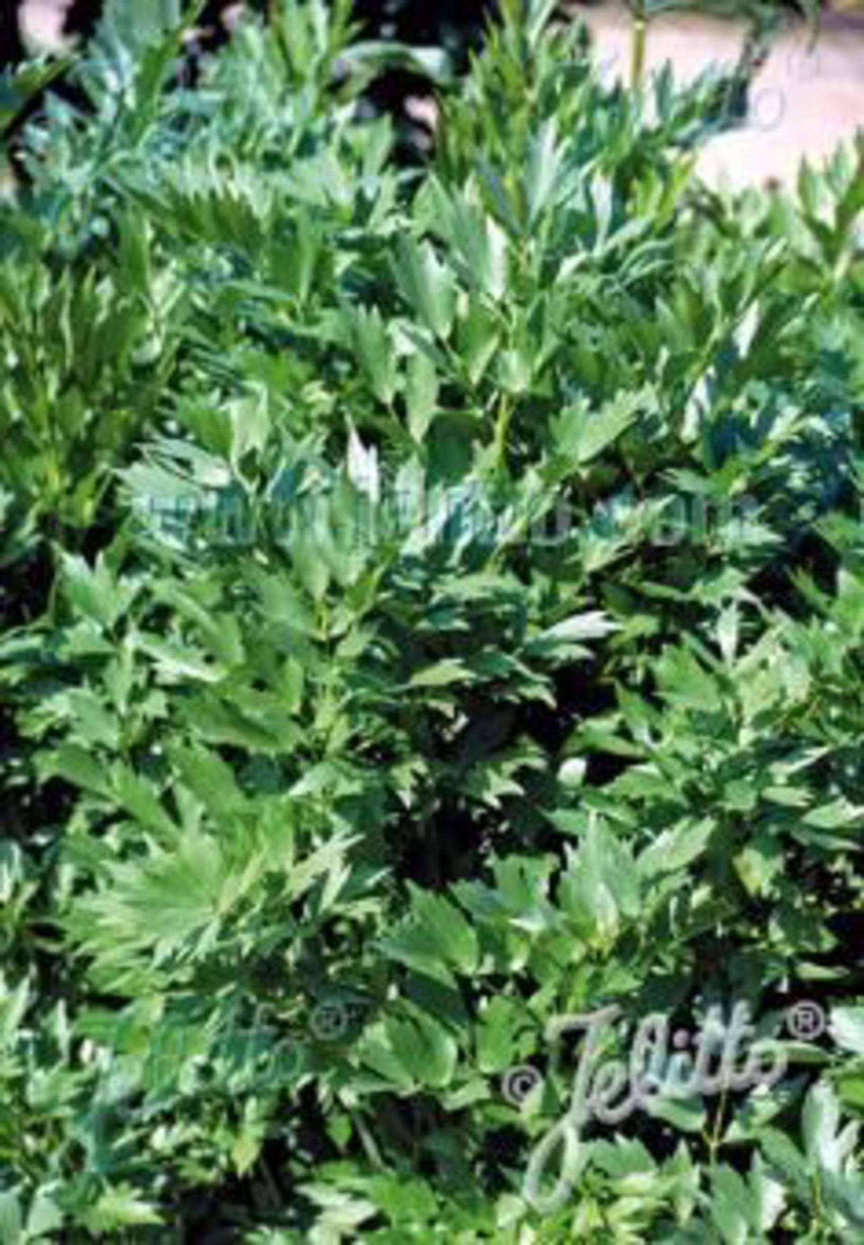 Levisticum officinale