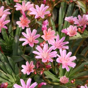Lewisia longipetala 'Little Plum'