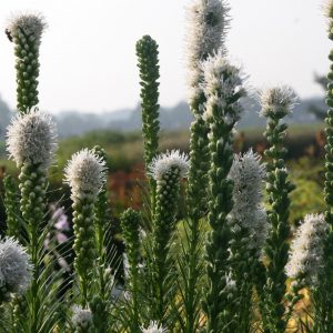 Liatris spicata 'Floristan Weiß'