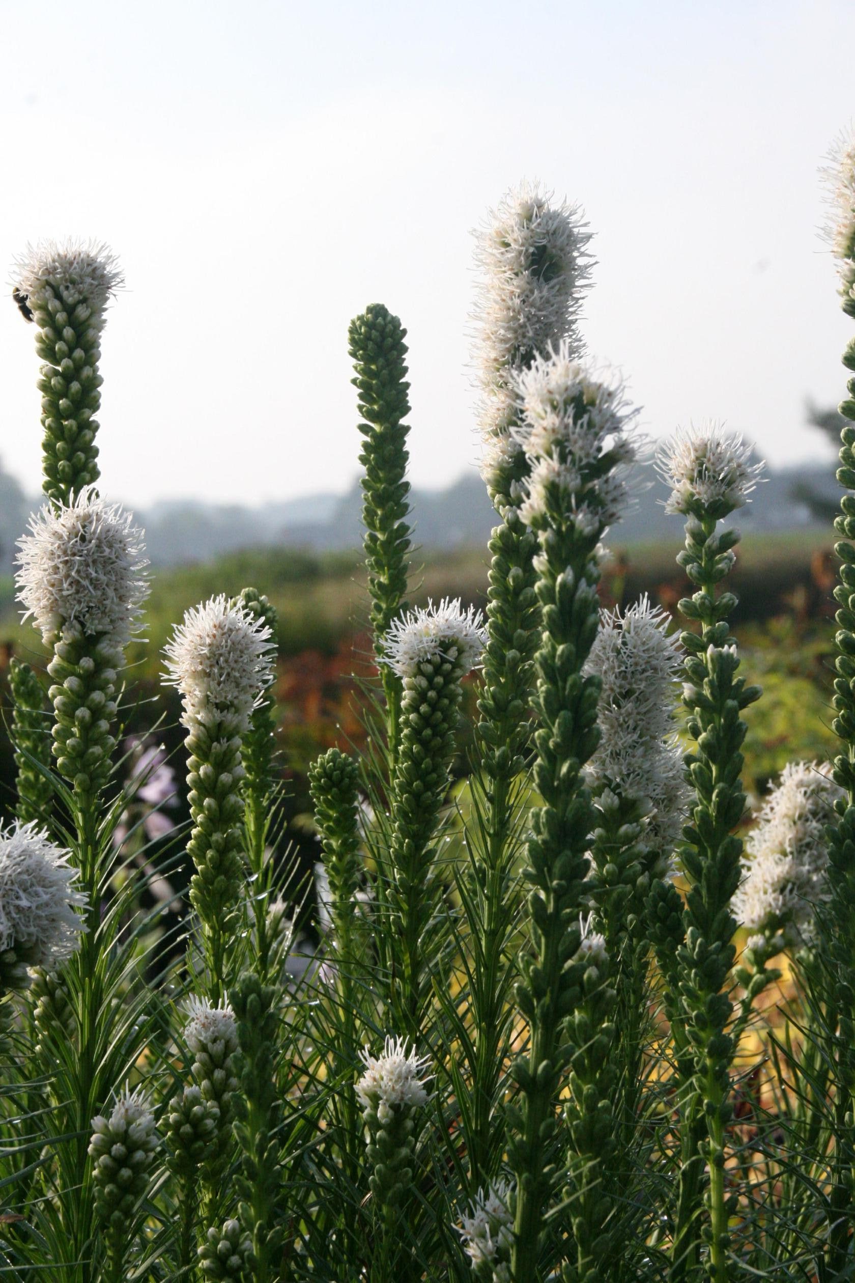 Liatris spicata 'Floristan Weiß'