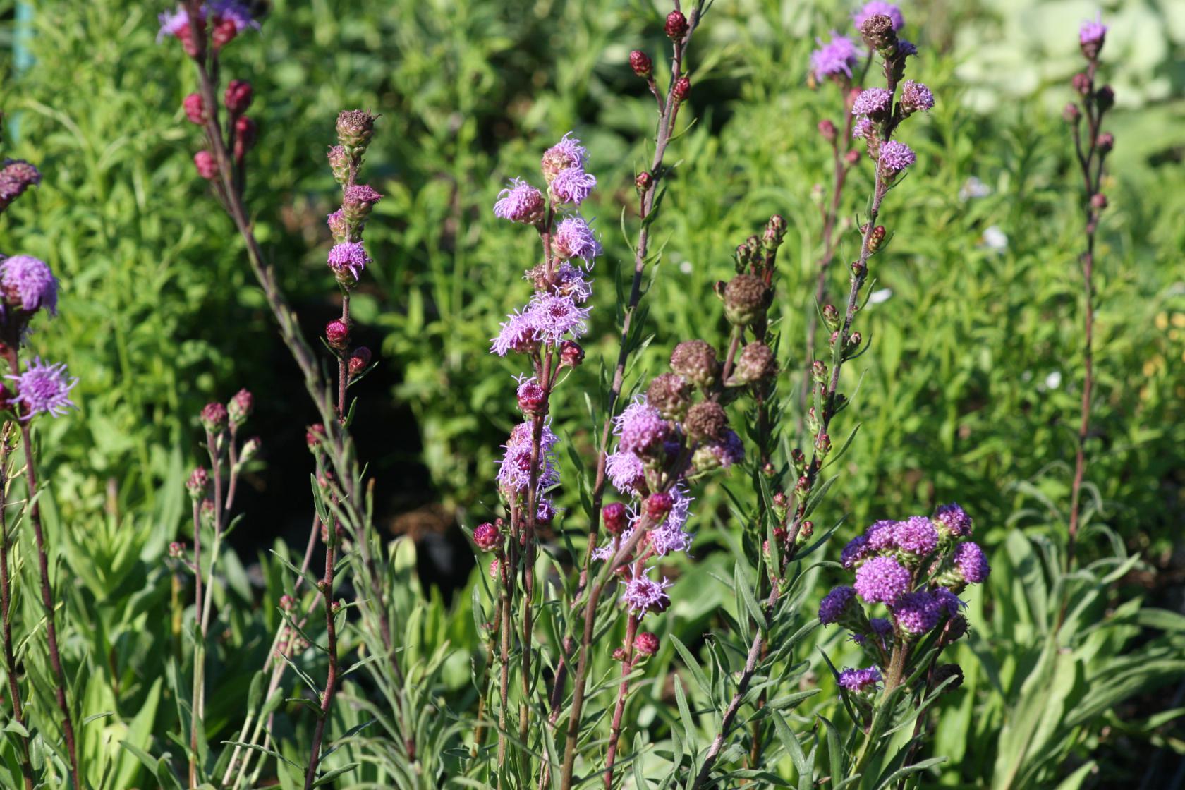 Liatris ligulistylis