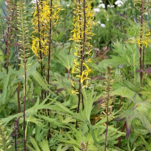 Ligularia przewalskii