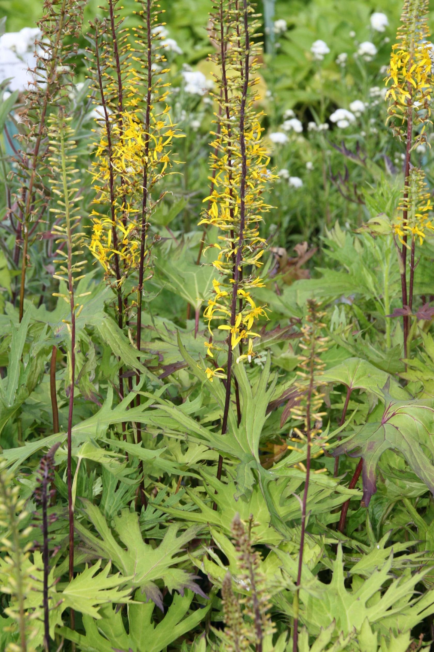 Ligularia przewalskii