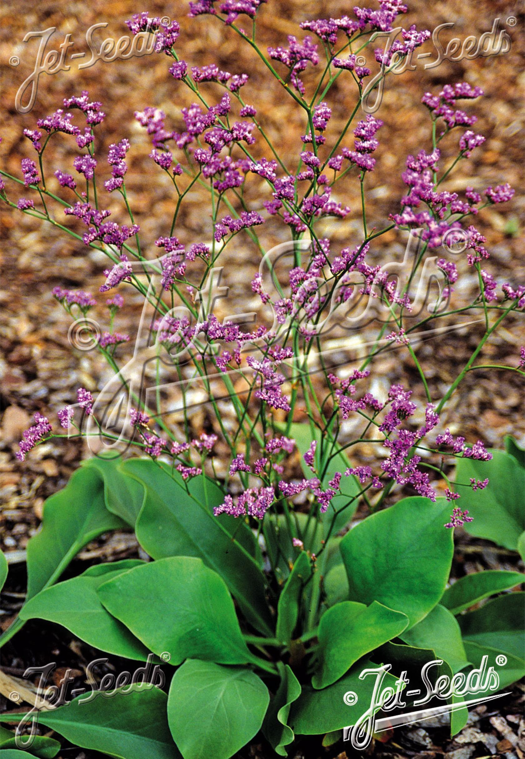 Limonium gmelinii ssp.hungaricum