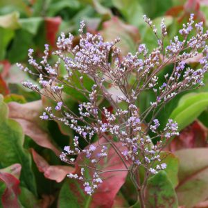 Limonium latifolium