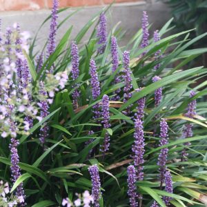 Liriope muscari 'Moneymaker'
