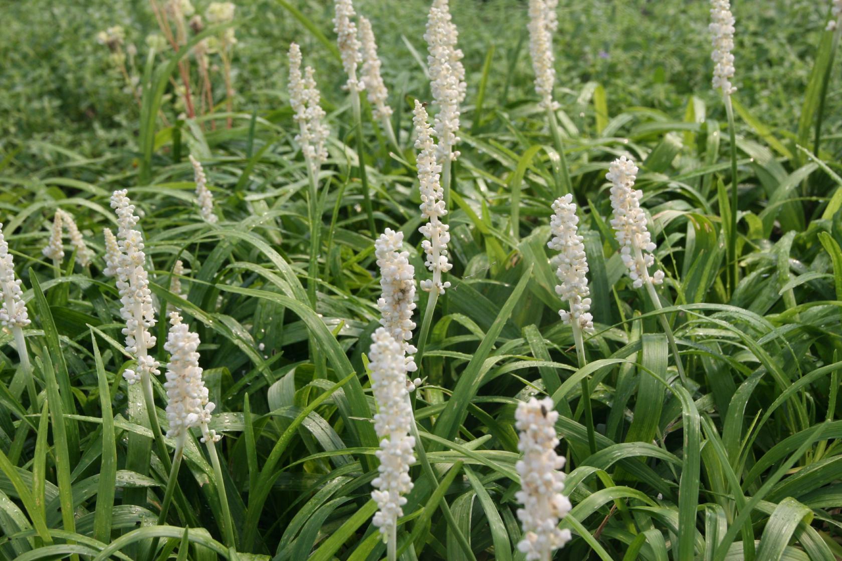 Liriope muscari 'Monroe White'
