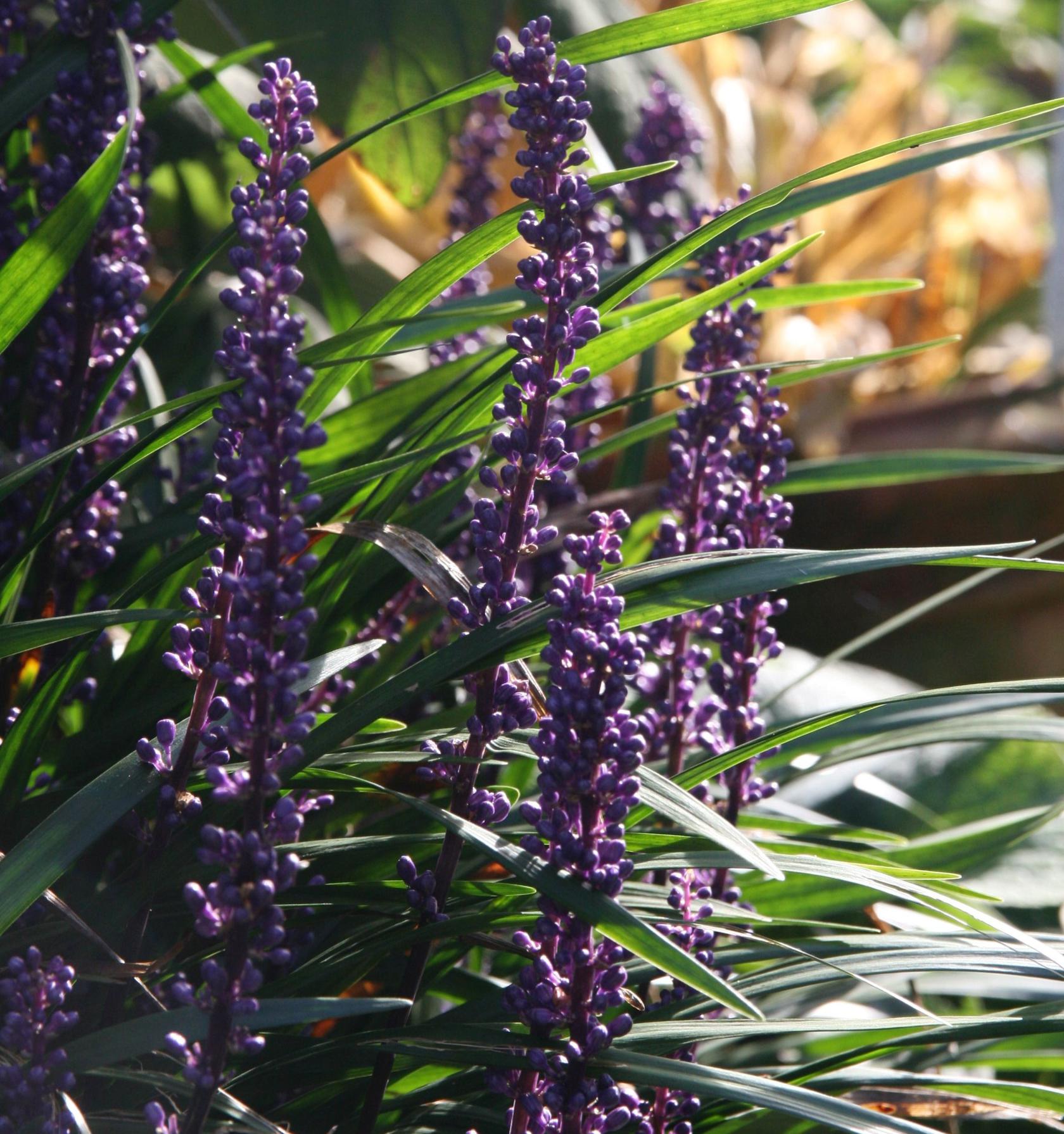 Liriope muscari 'Ingwersen'