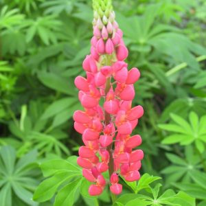 Lupinus polyphyllus 'Edelknabe'