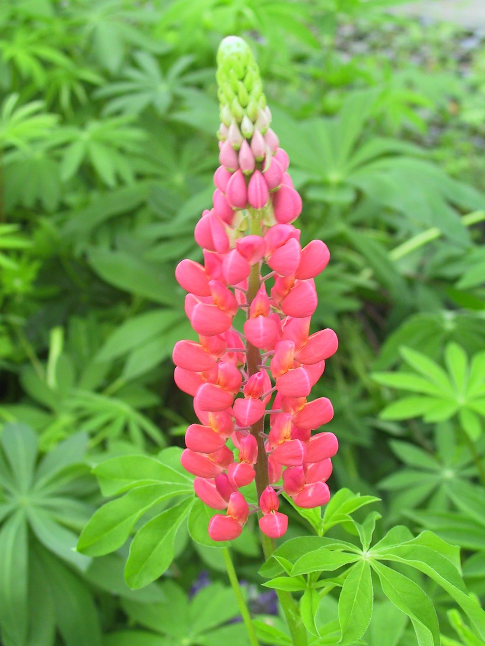 Lupinus polyphyllus 'Edelknabe'