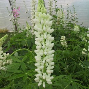 Lupinus polyphyllus 'Fräulein'