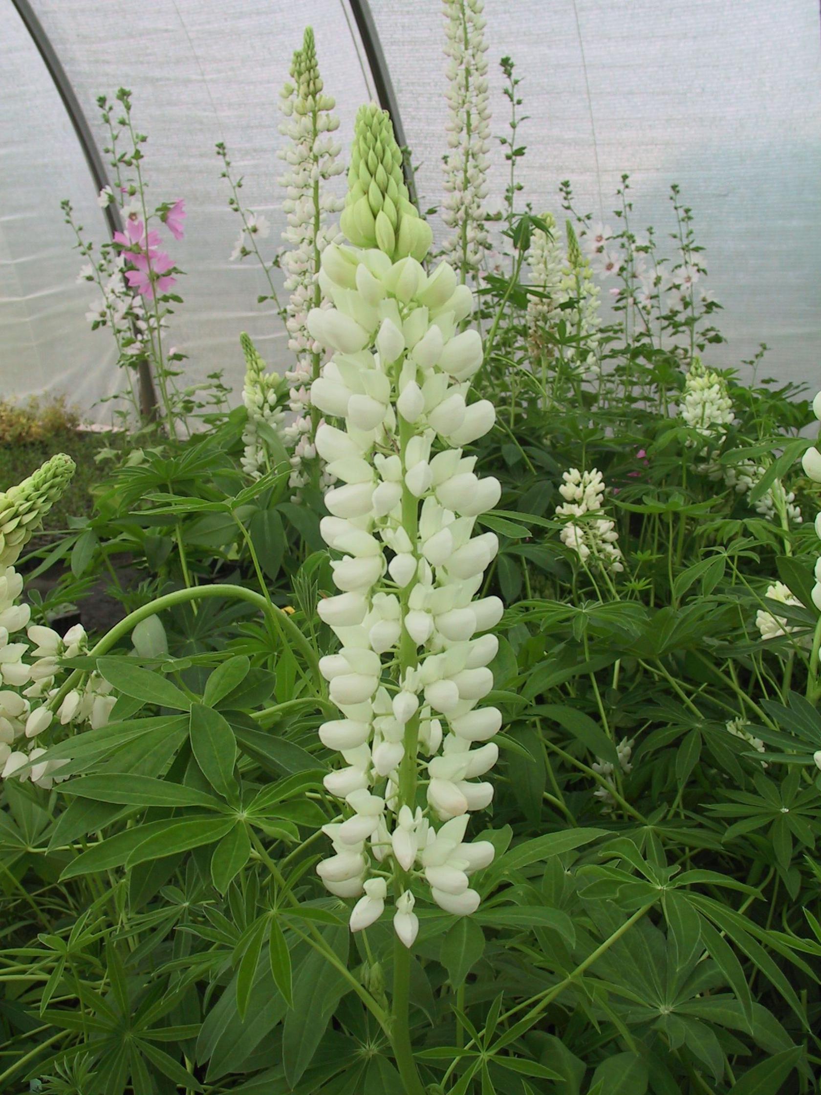 Lupinus polyphyllus 'Fräulein'