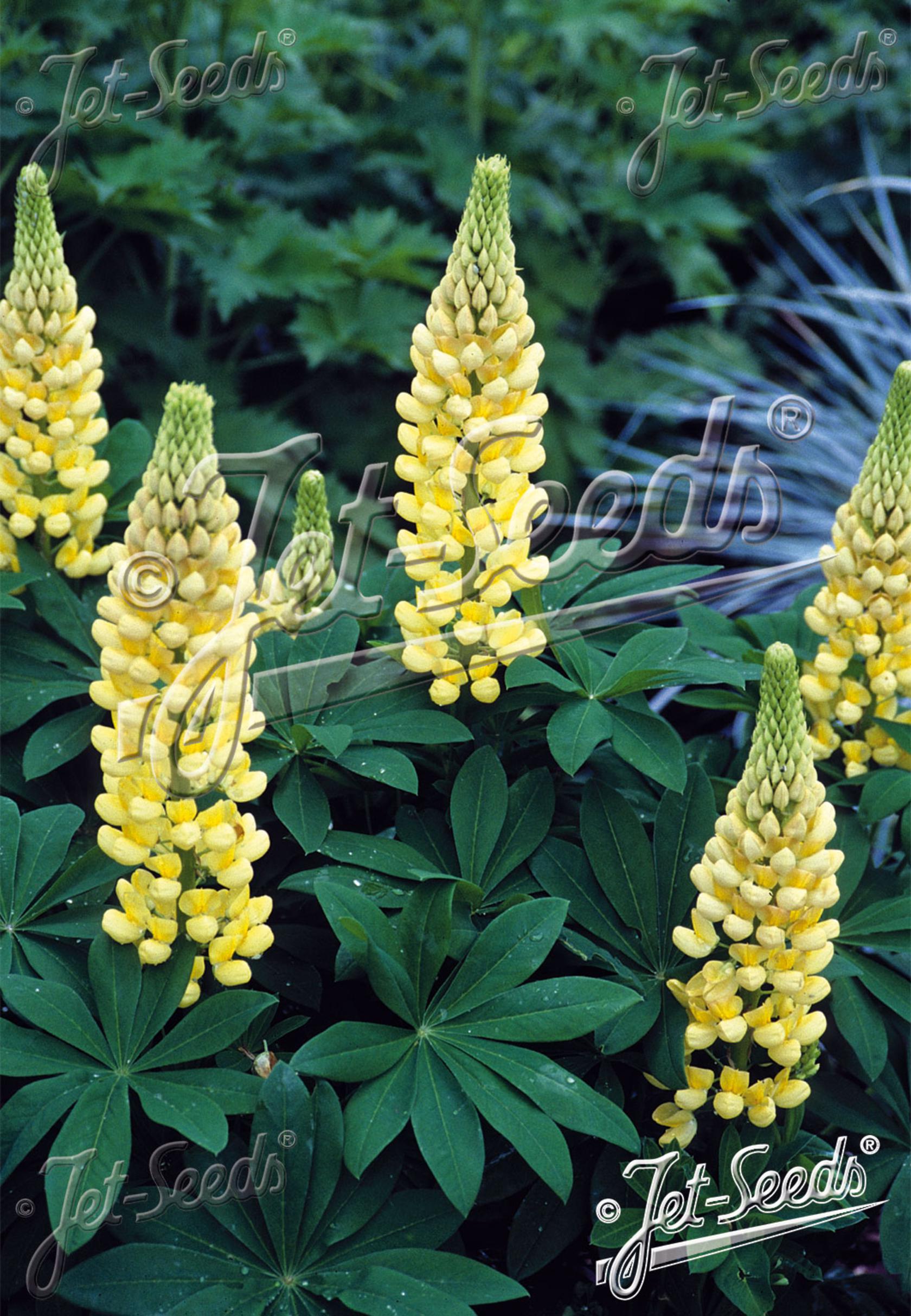 Lupinus polyphyllus 'Kronleuchter'
