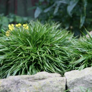 Luzula pilosa 'Igel'