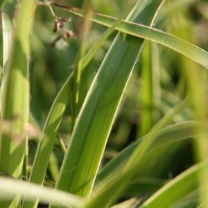 Luzula sylvatica 'Marginata'