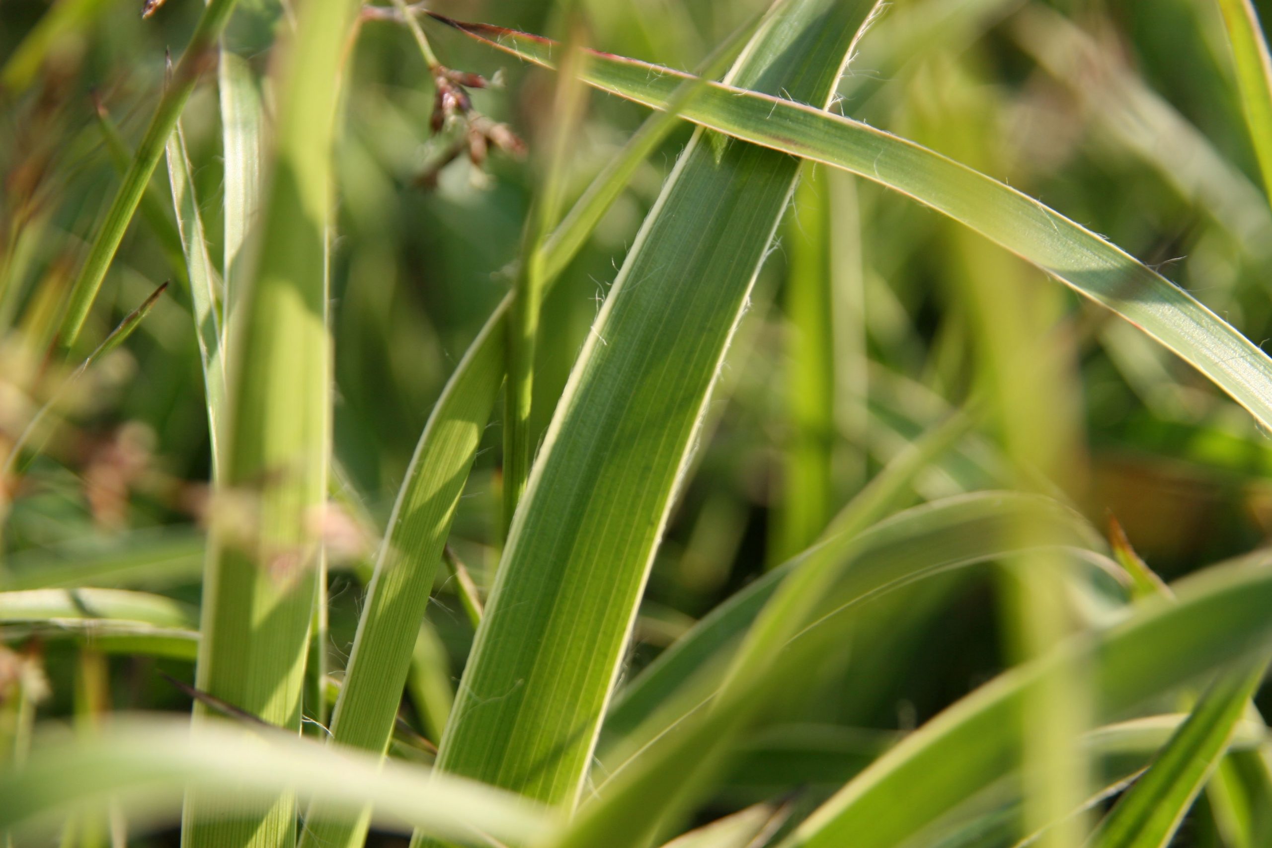 Luzula sylvatica 'Marginata'